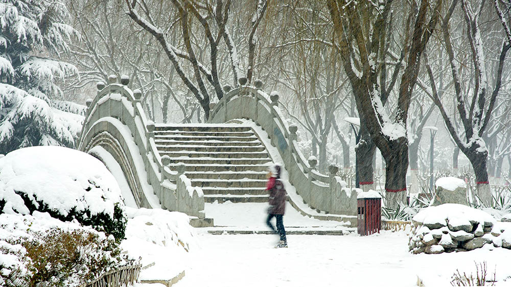 春雪————新蕾————随拍