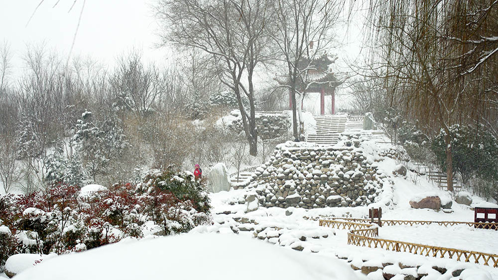 春雪————新蕾————随拍