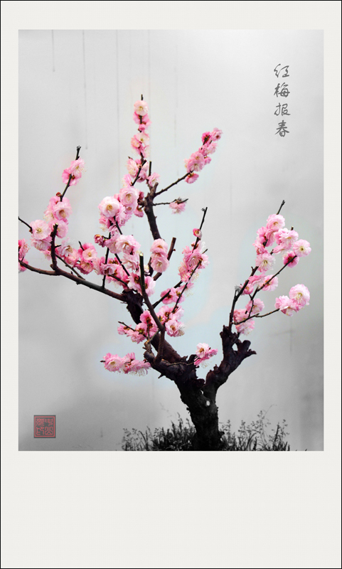 梅兰竹菊花卉帖