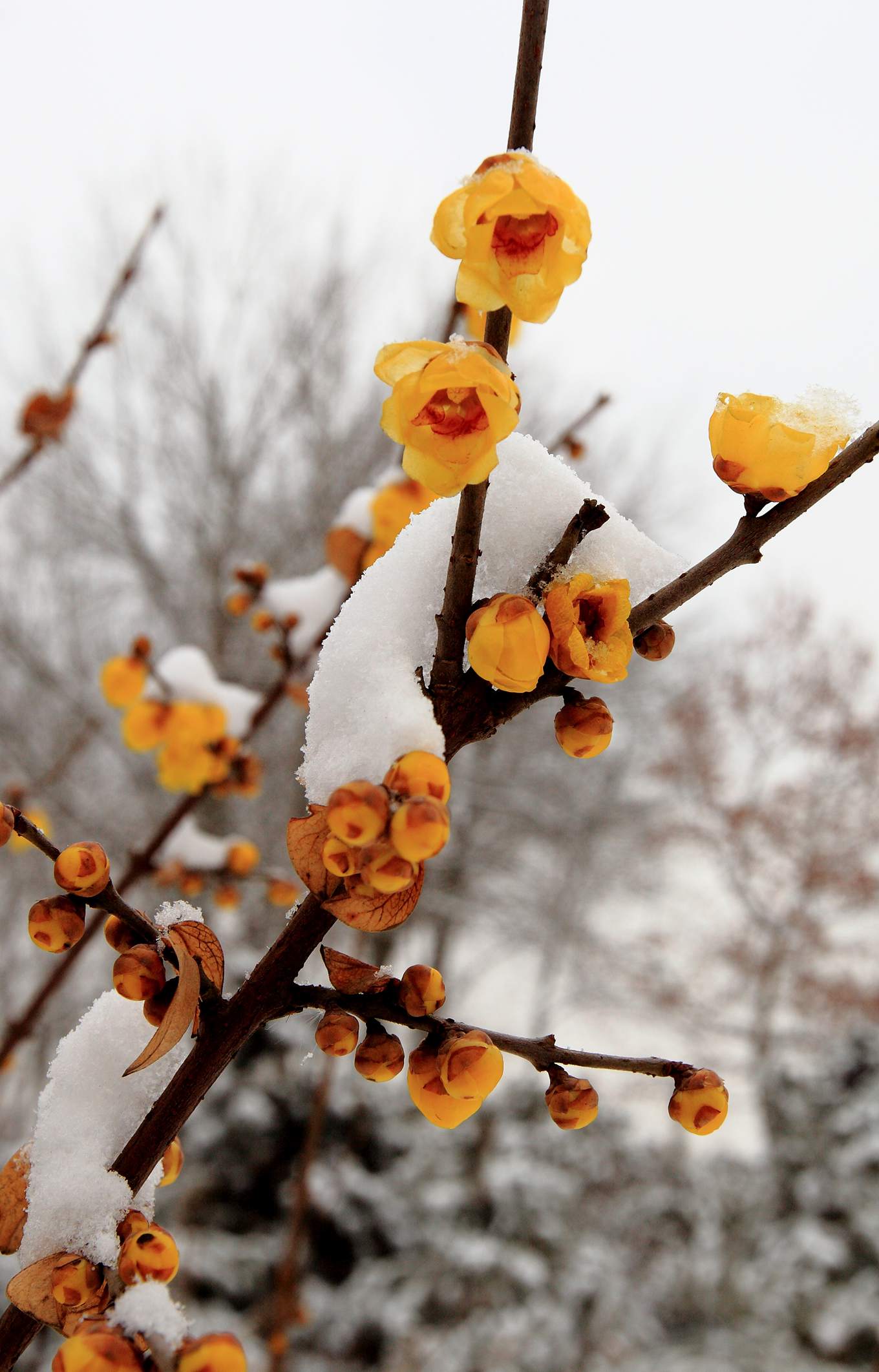 瑞雪梅花