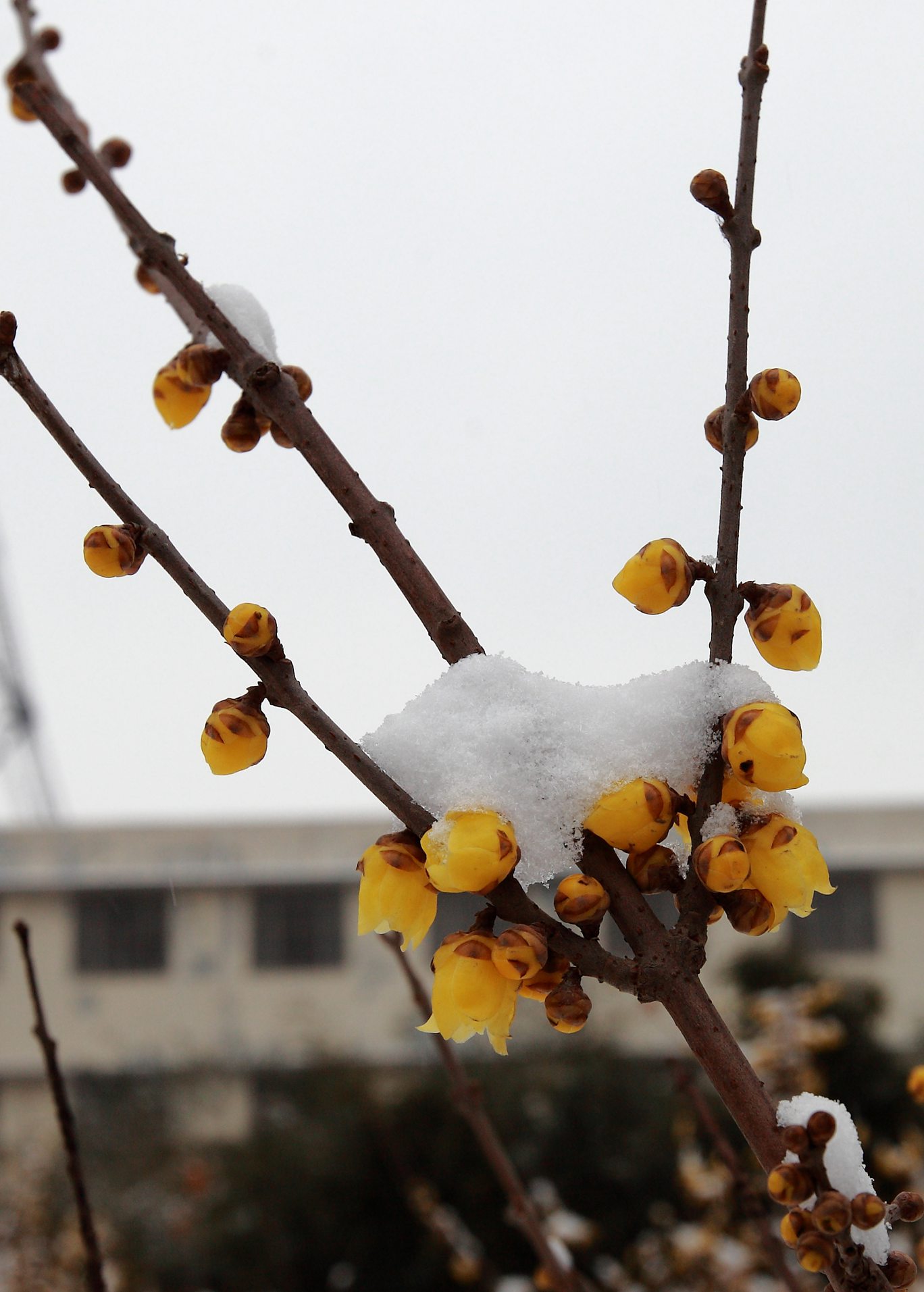 瑞雪梅花