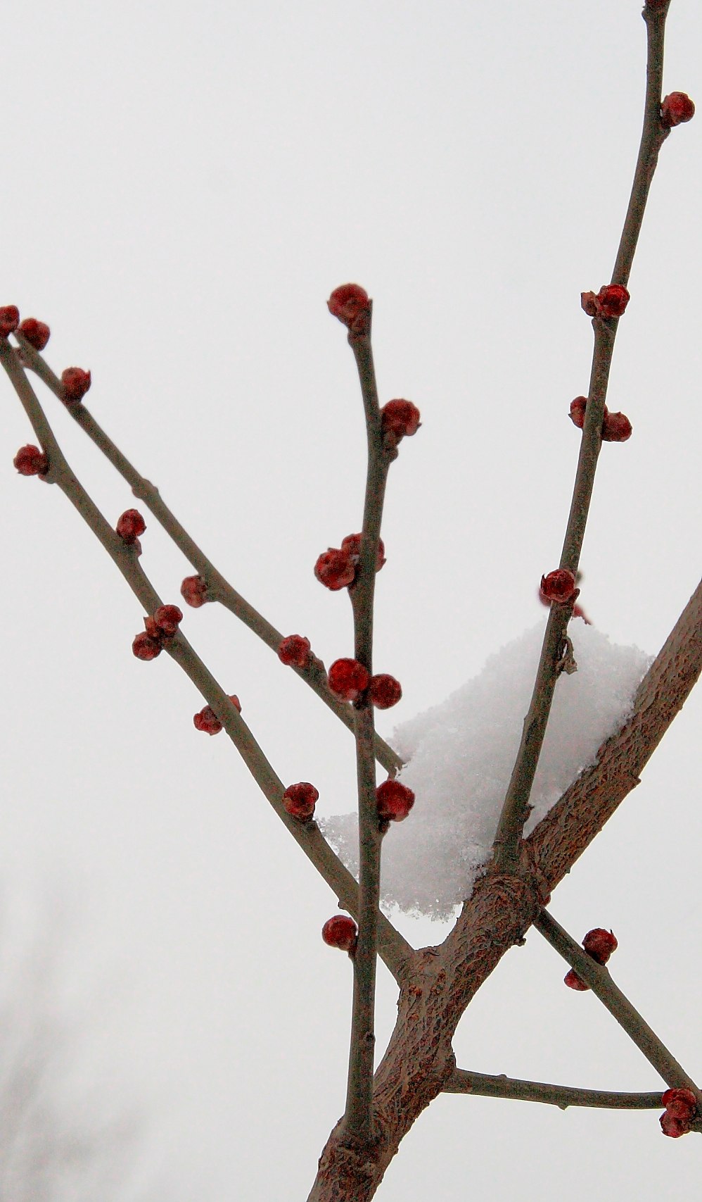 瑞雪梅花