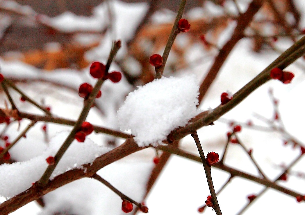 瑞雪梅花
