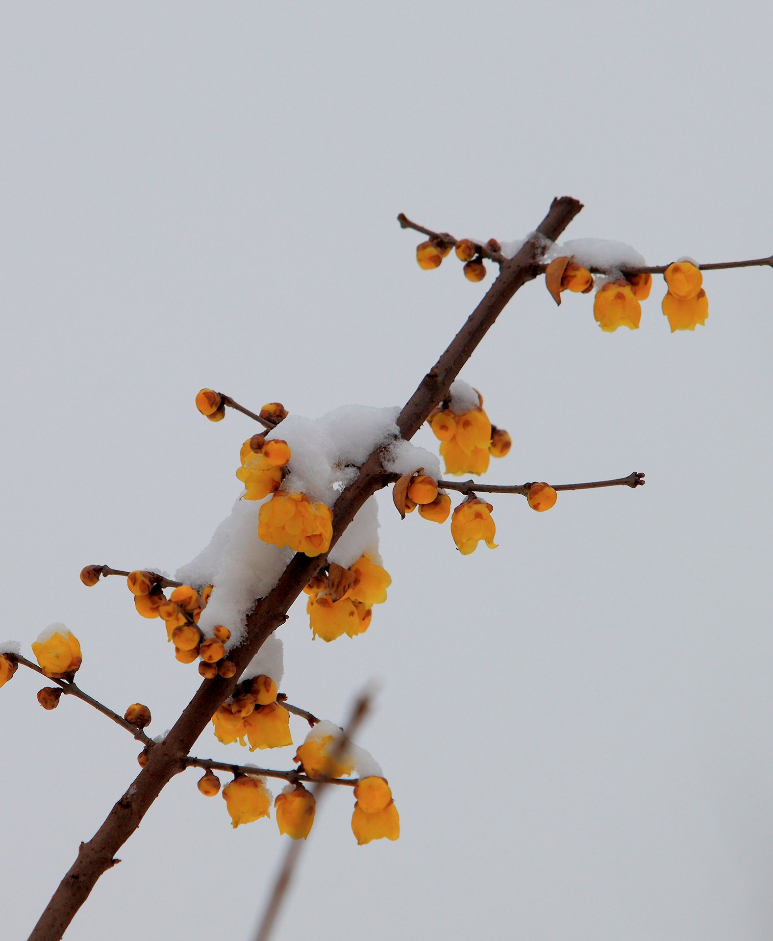 瑞雪梅花