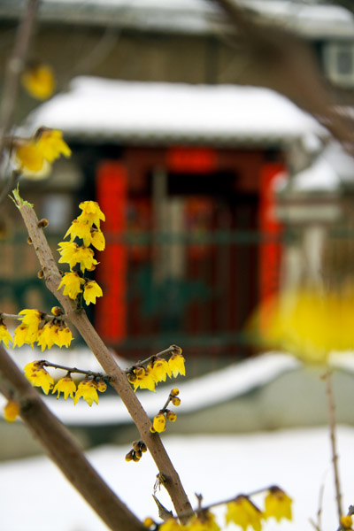 梅花迎春