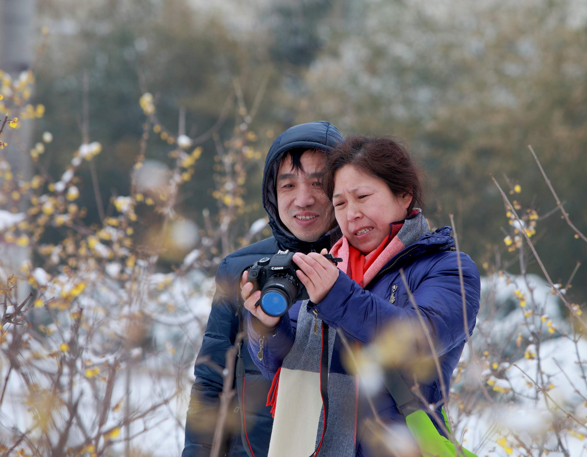 踏雪拍梅