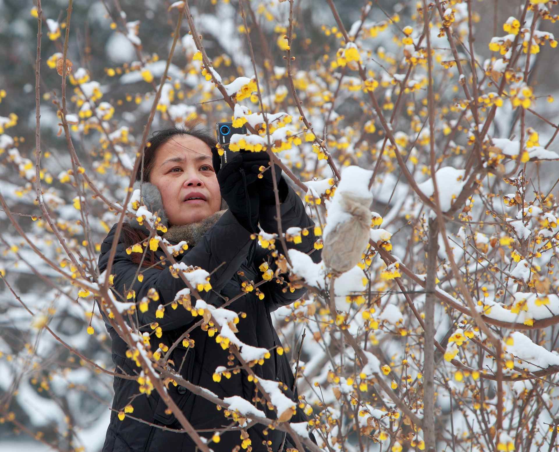 踏雪拍梅