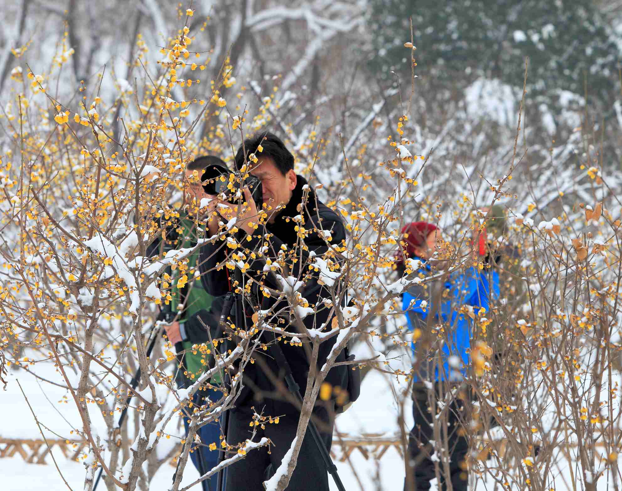 踏雪拍梅