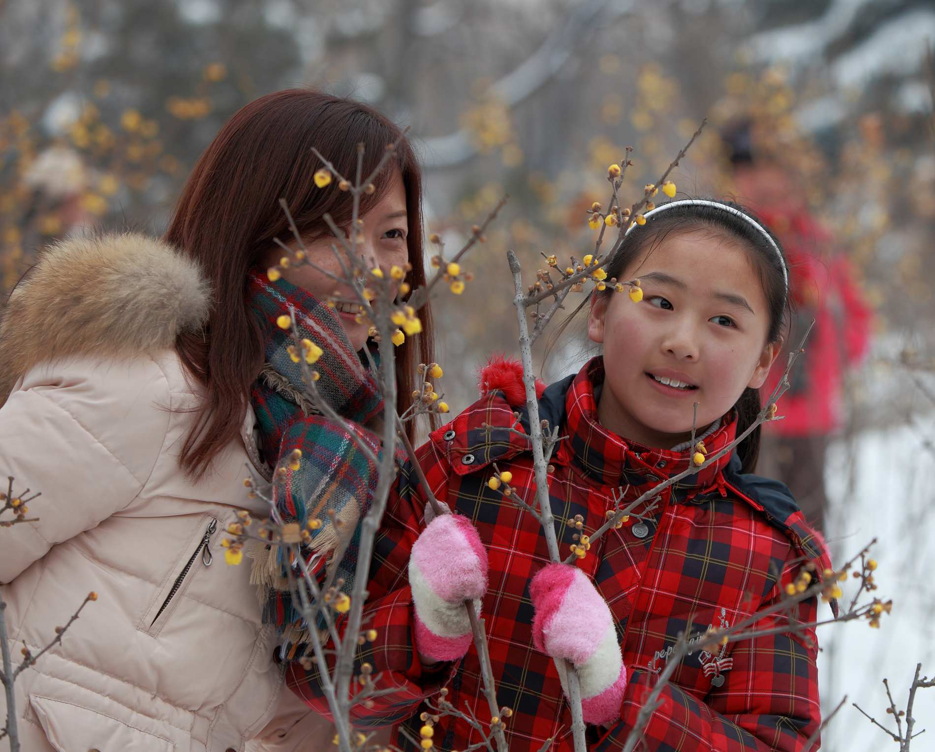 踏雪拍梅