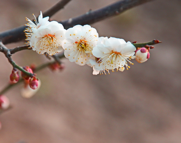 2014花事——新蕾梅开
