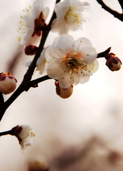 2014花事——新蕾梅开