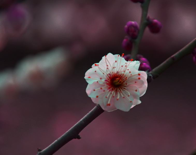 2014花事——新蕾梅开