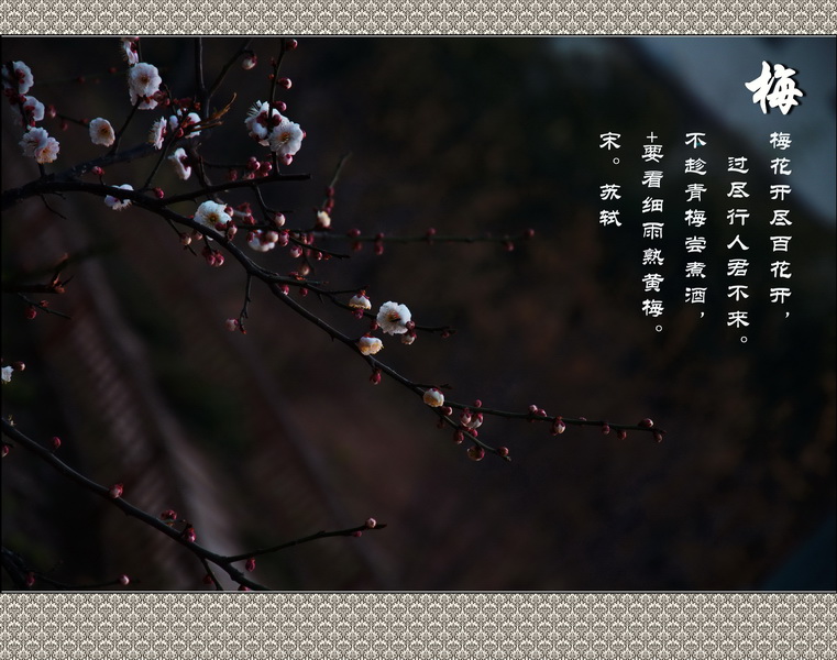2014花事——新蕾梅开