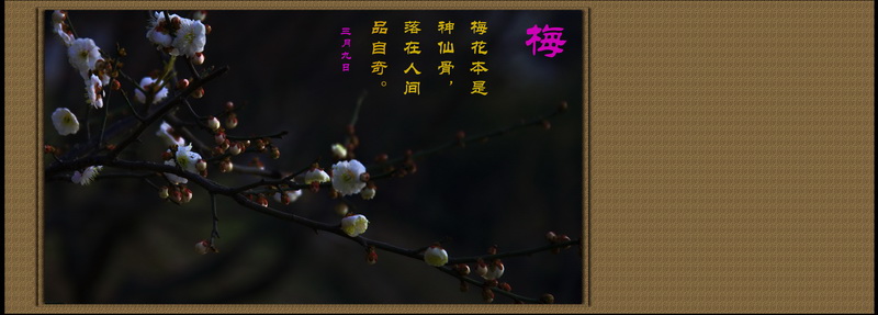 2014花事——新蕾梅开