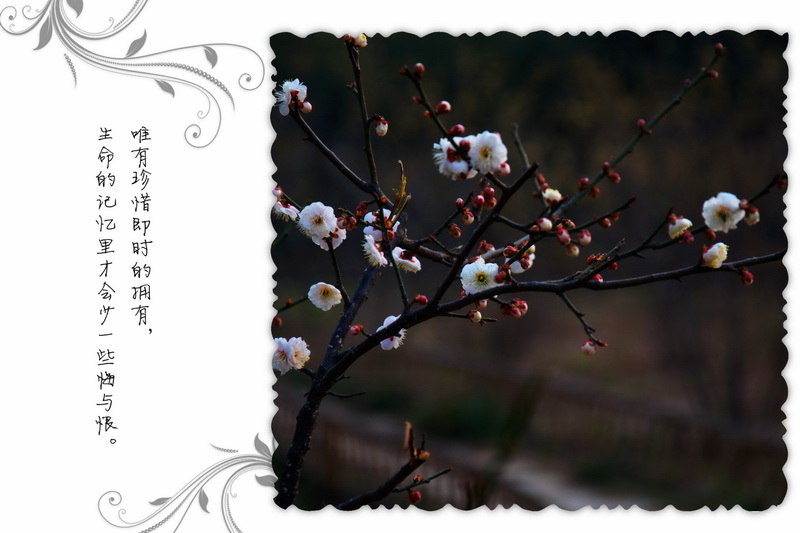 2014花事——新蕾梅开