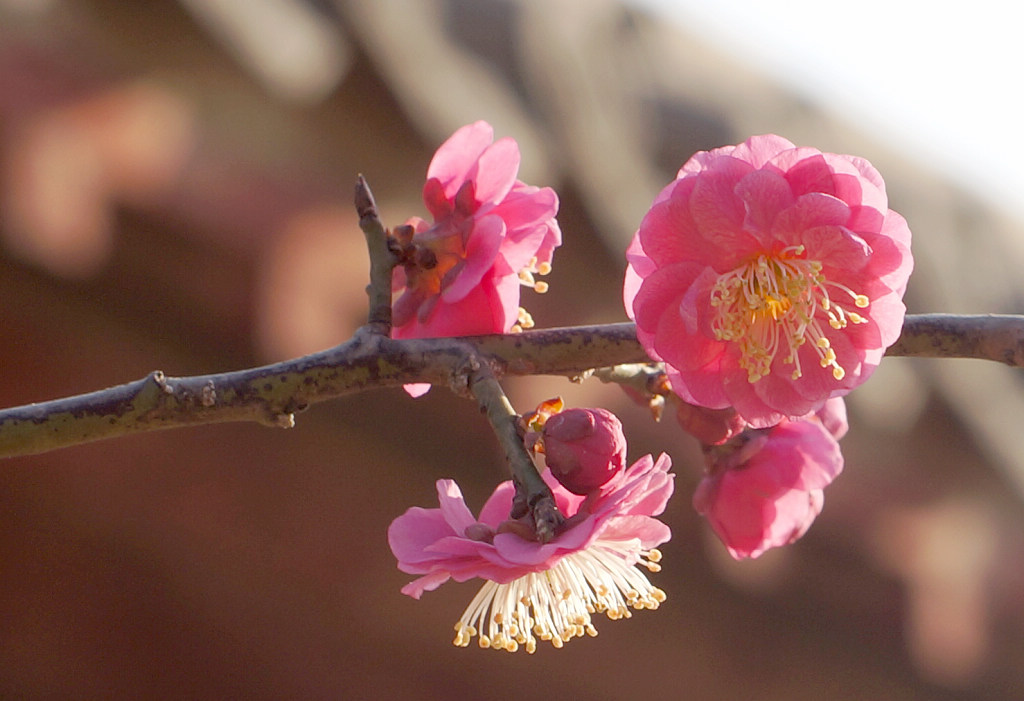 梅花