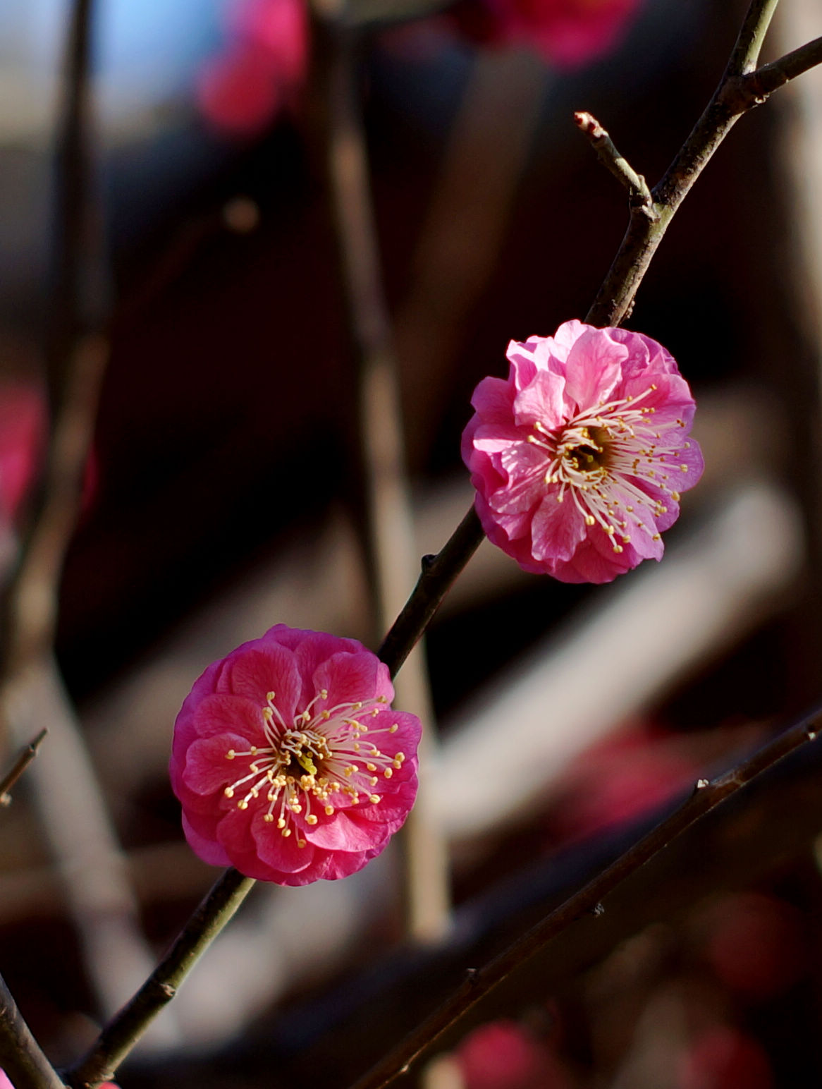 梅花