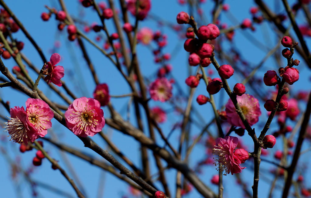 梅花
