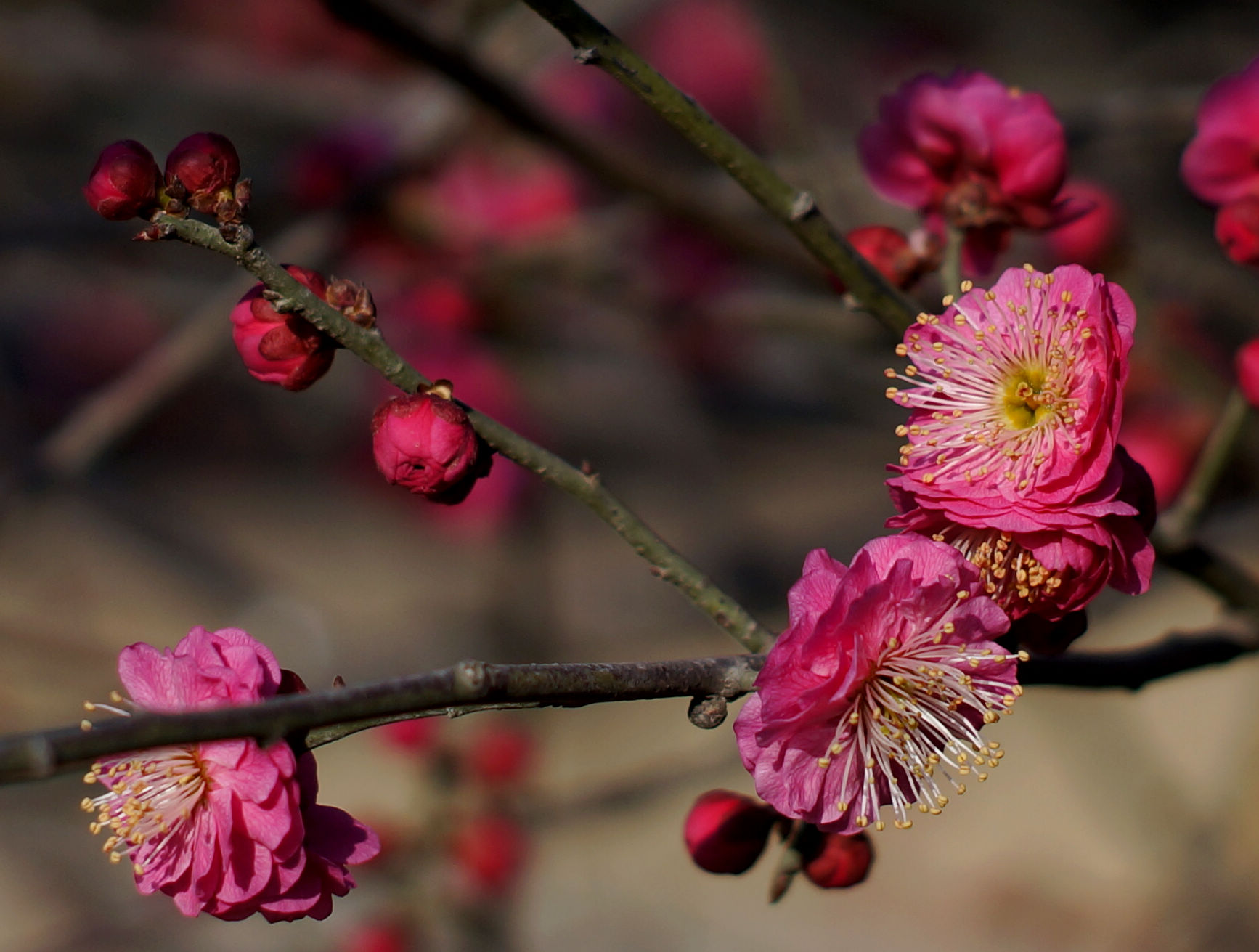 梅花