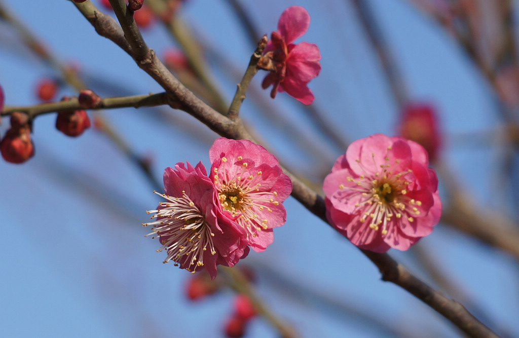 梅花