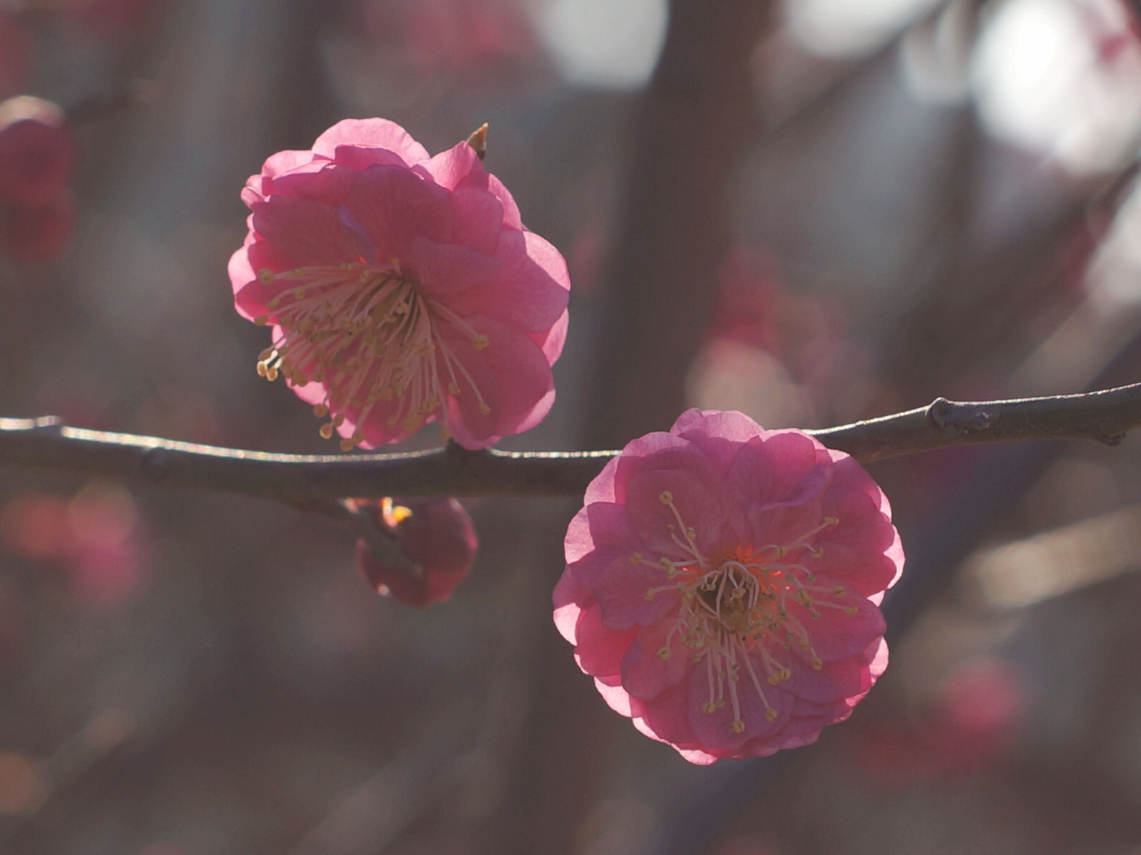 梅花