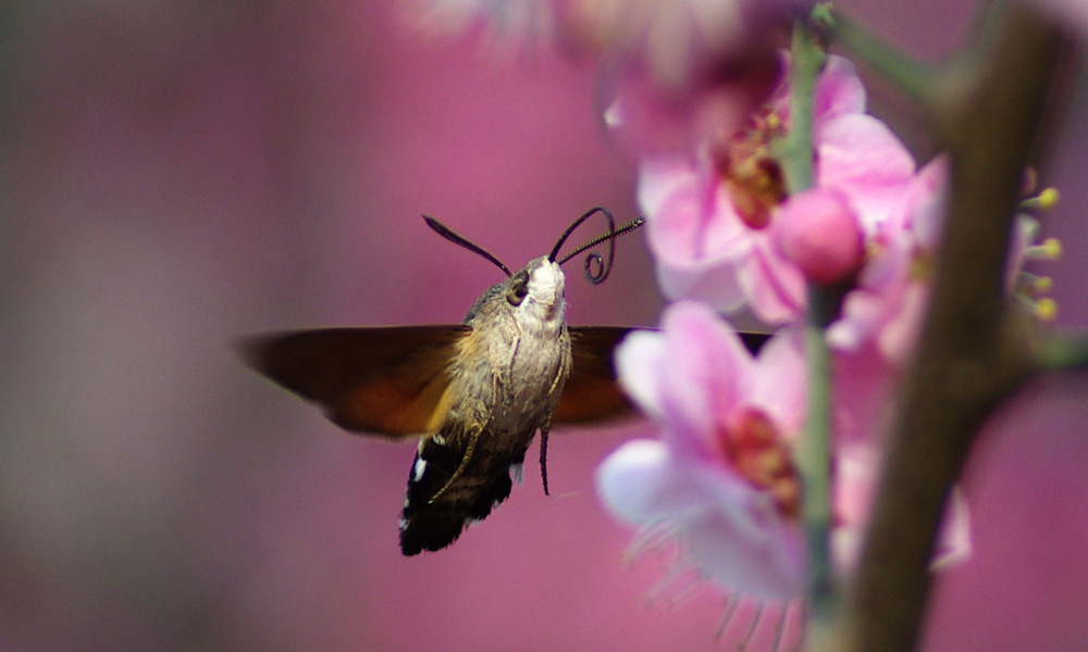 微距一组