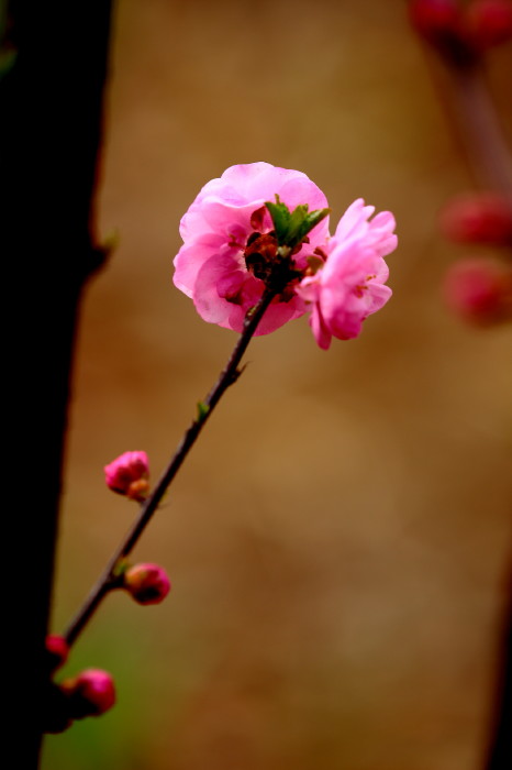 郑办路边的花开了