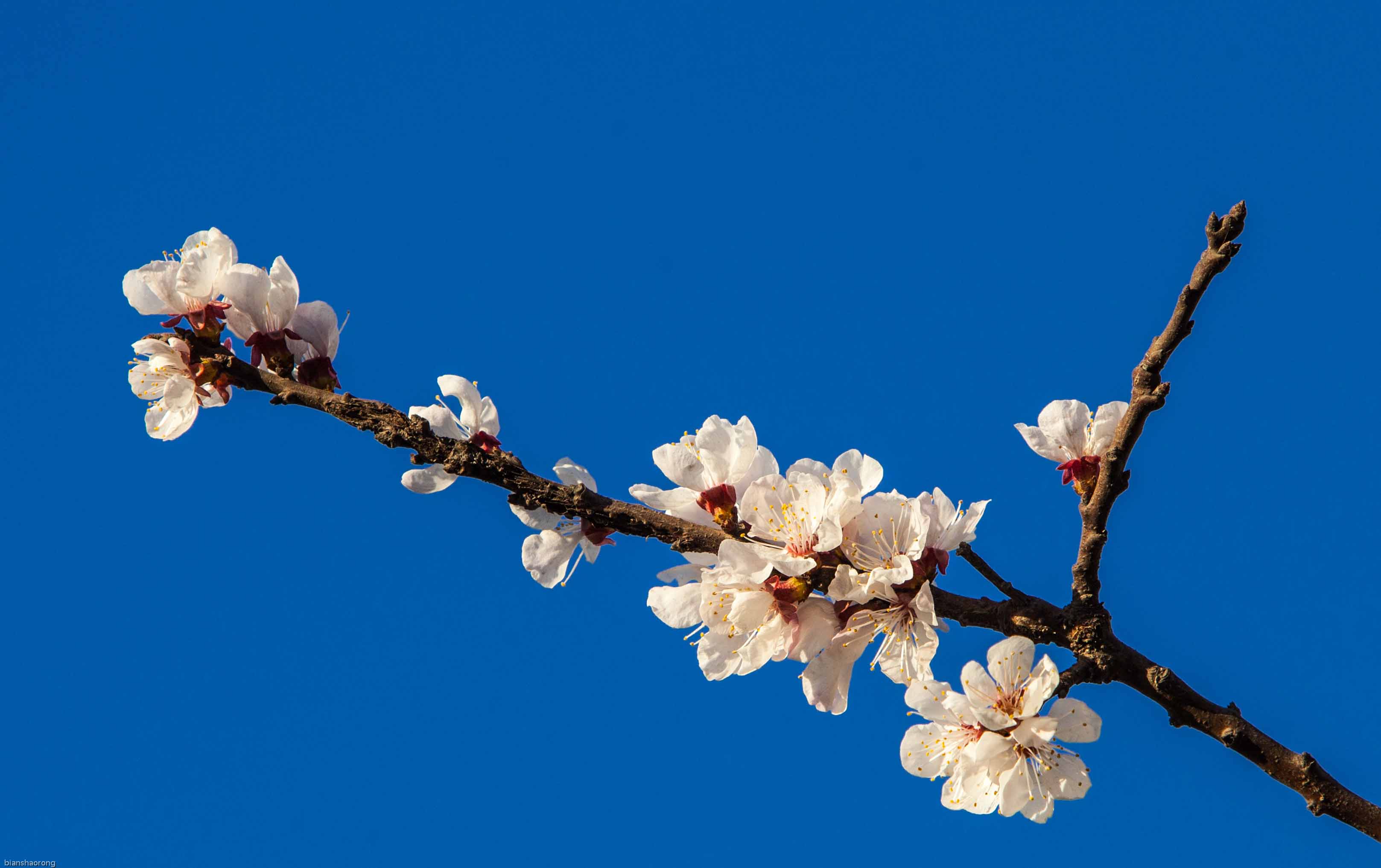 学拍否花