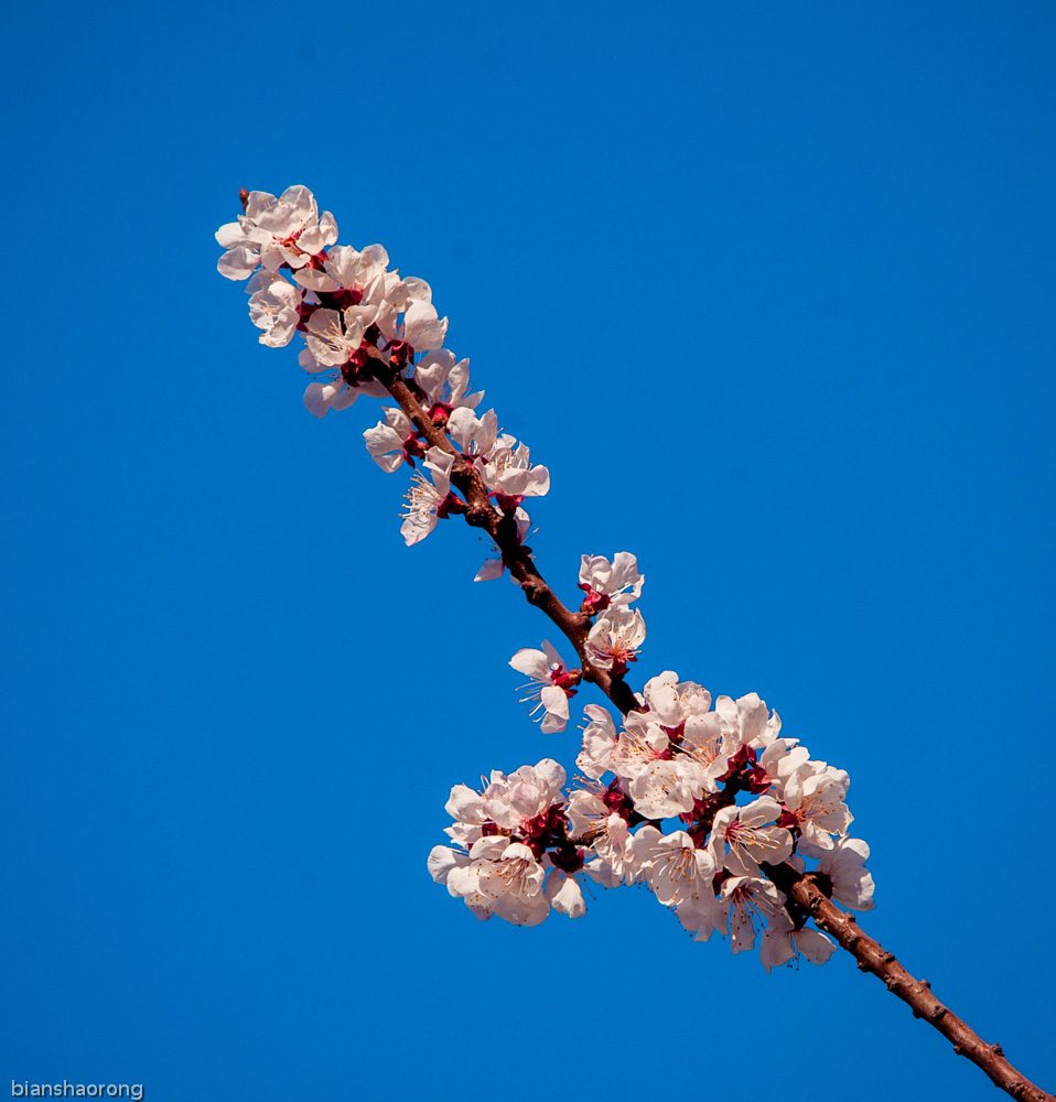 学拍否花