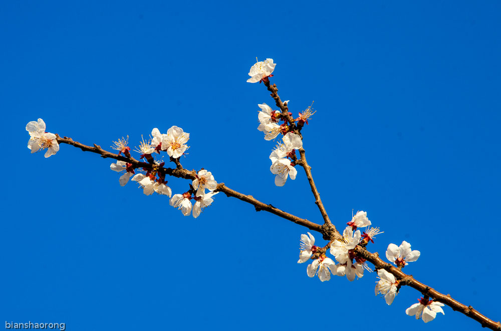 学拍否花