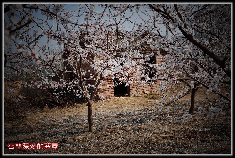 万花丛中一抹红
