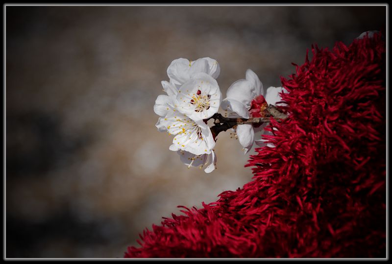 万花丛中一抹红