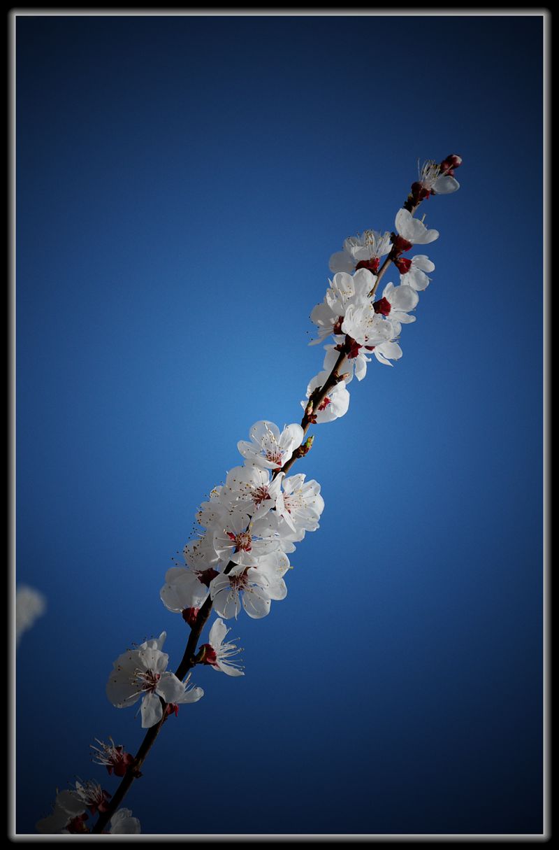 万花丛中一抹红