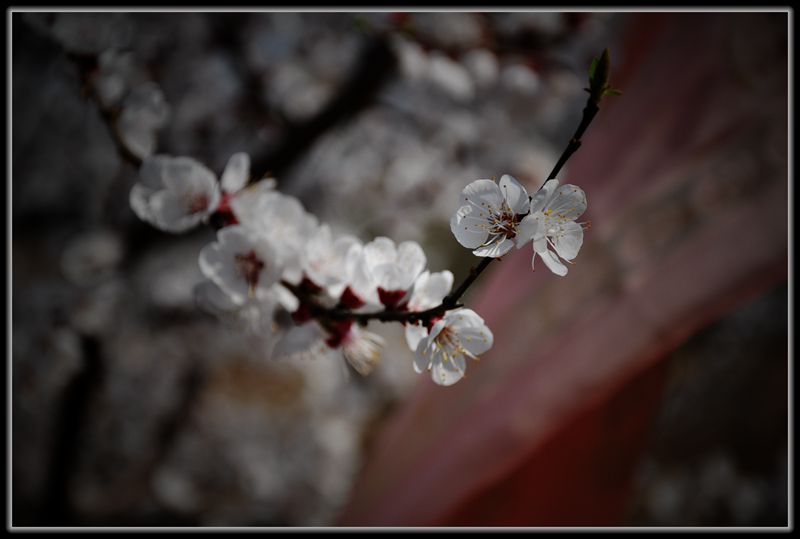 万花丛中一抹红