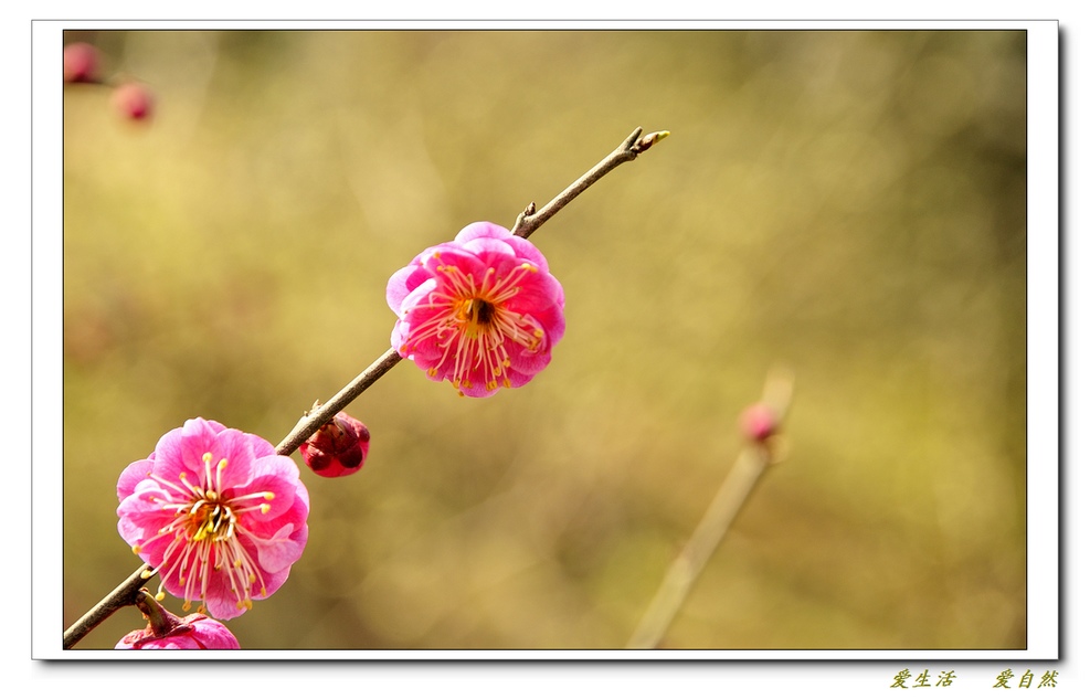 桃花朵朵开