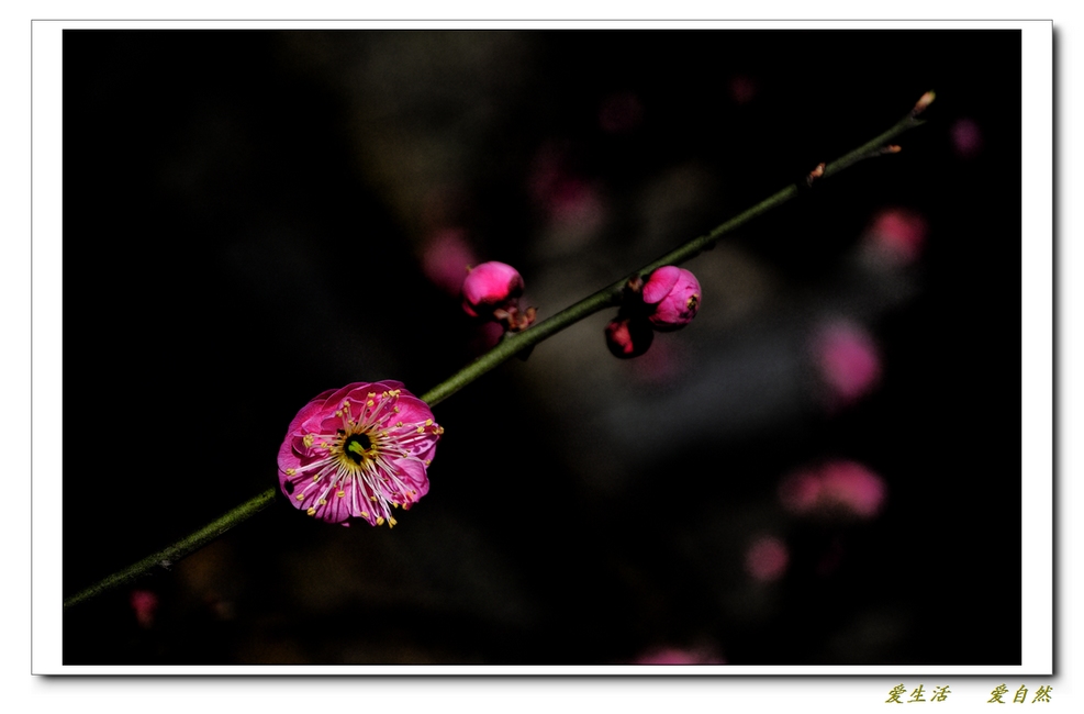 桃花朵朵开