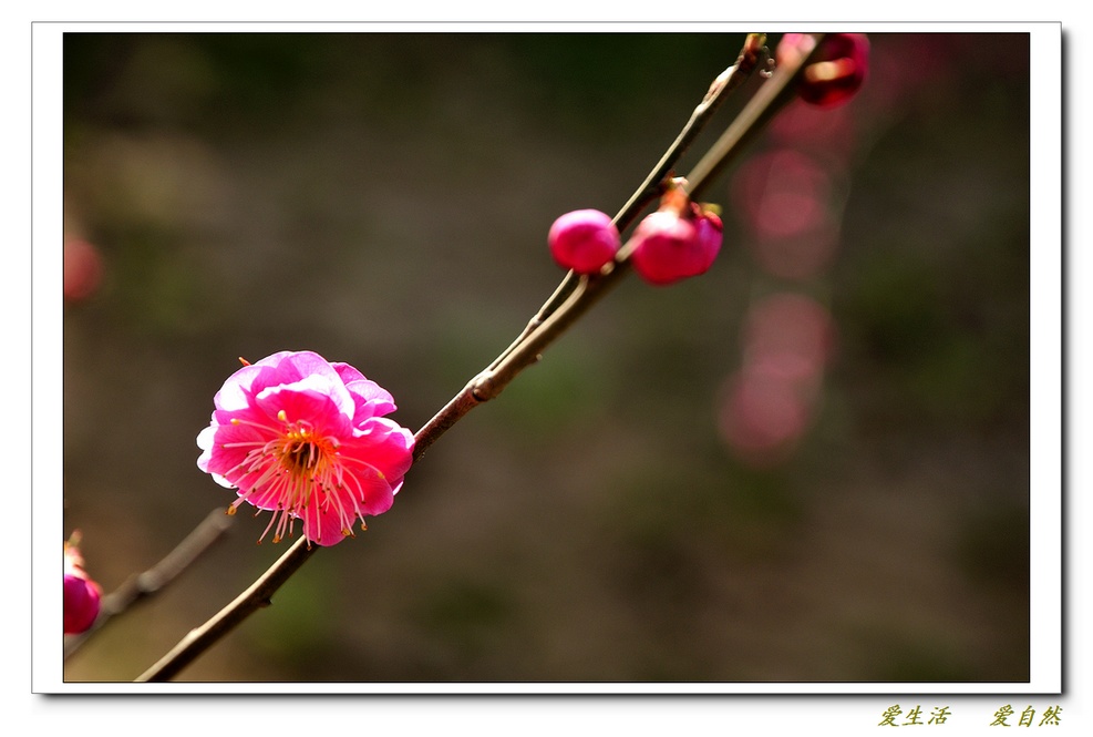 桃花朵朵开
