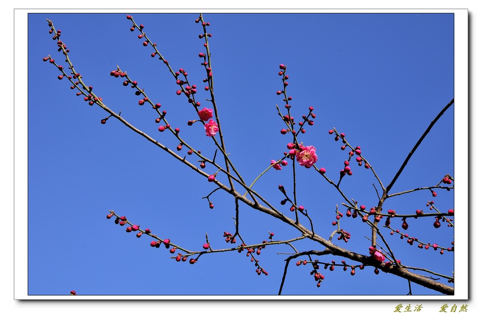 桃花朵朵开