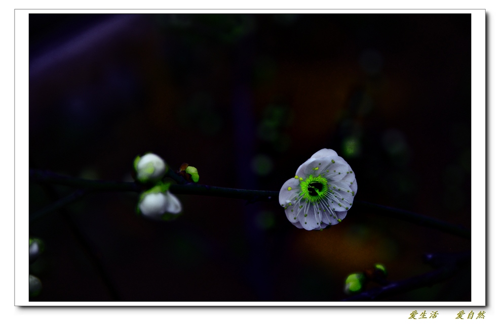 桃花朵朵开