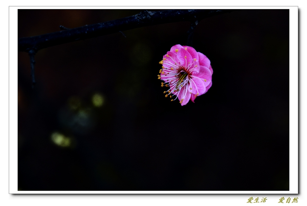 桃花朵朵开