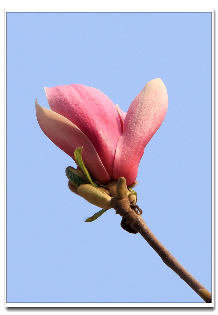 春天百花开