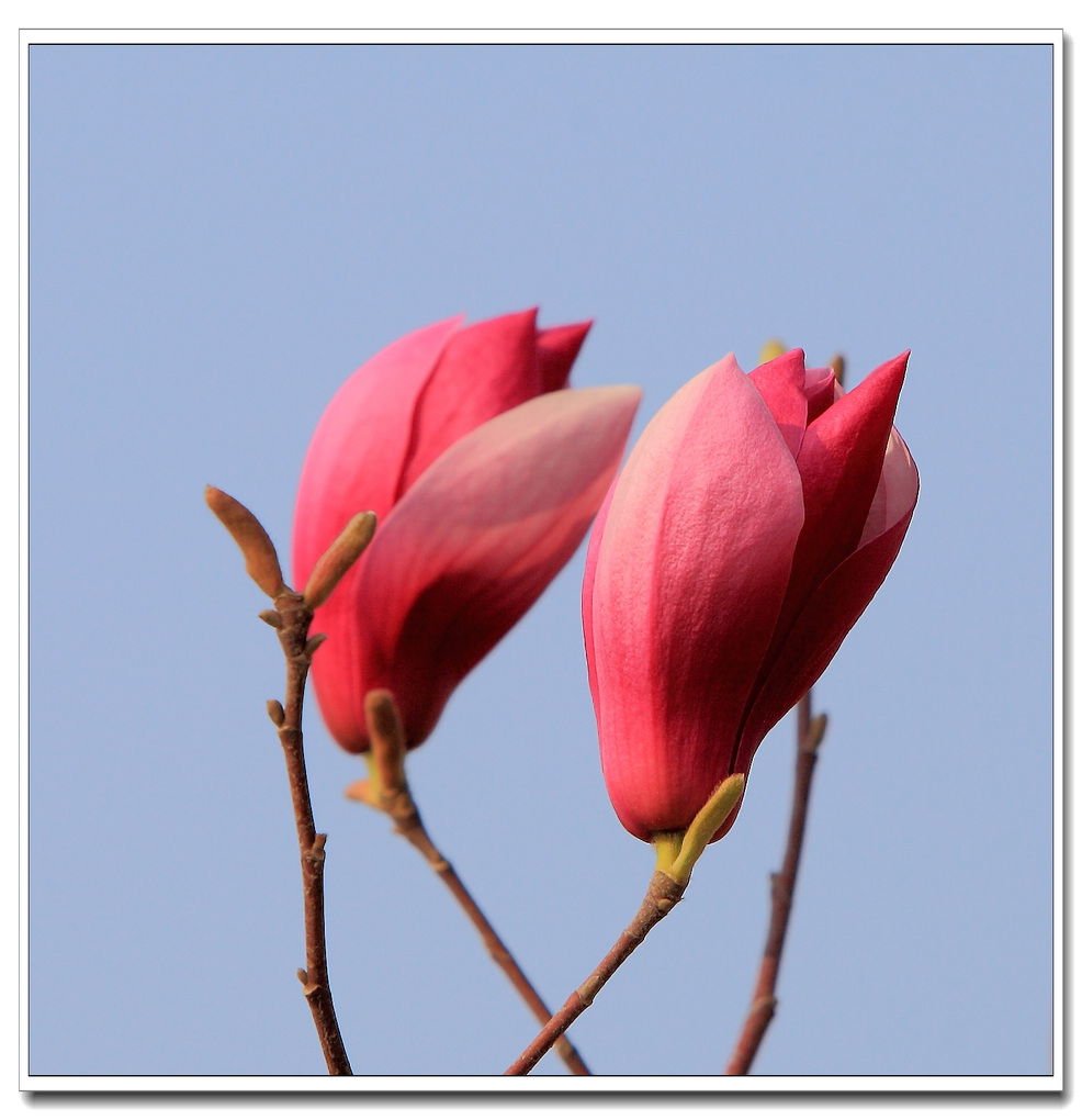 春天百花开