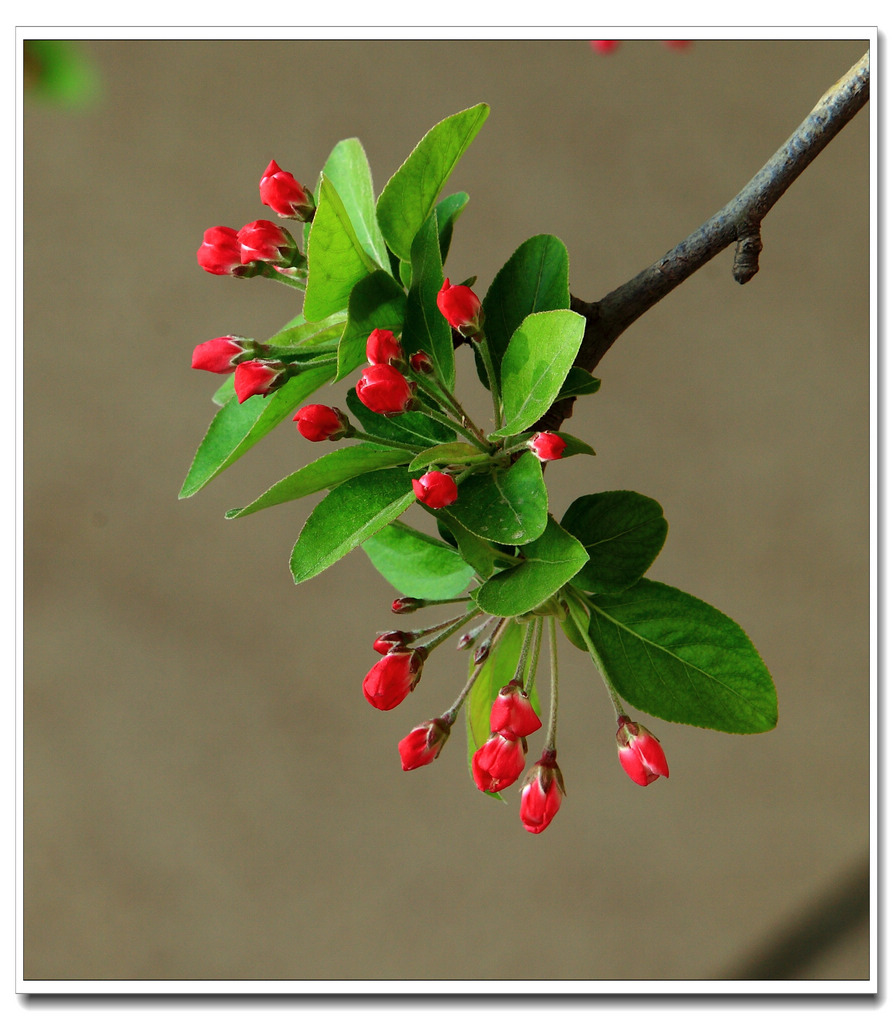 春天百花开