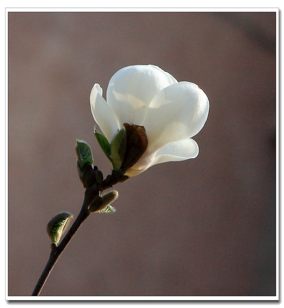 春天百花开