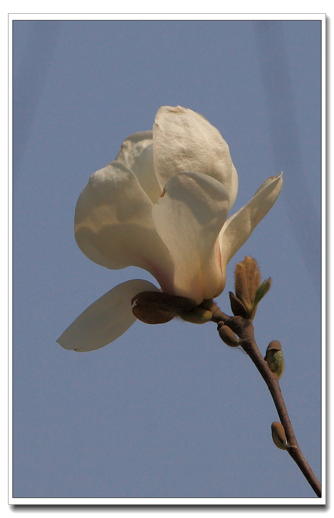 春天百花开