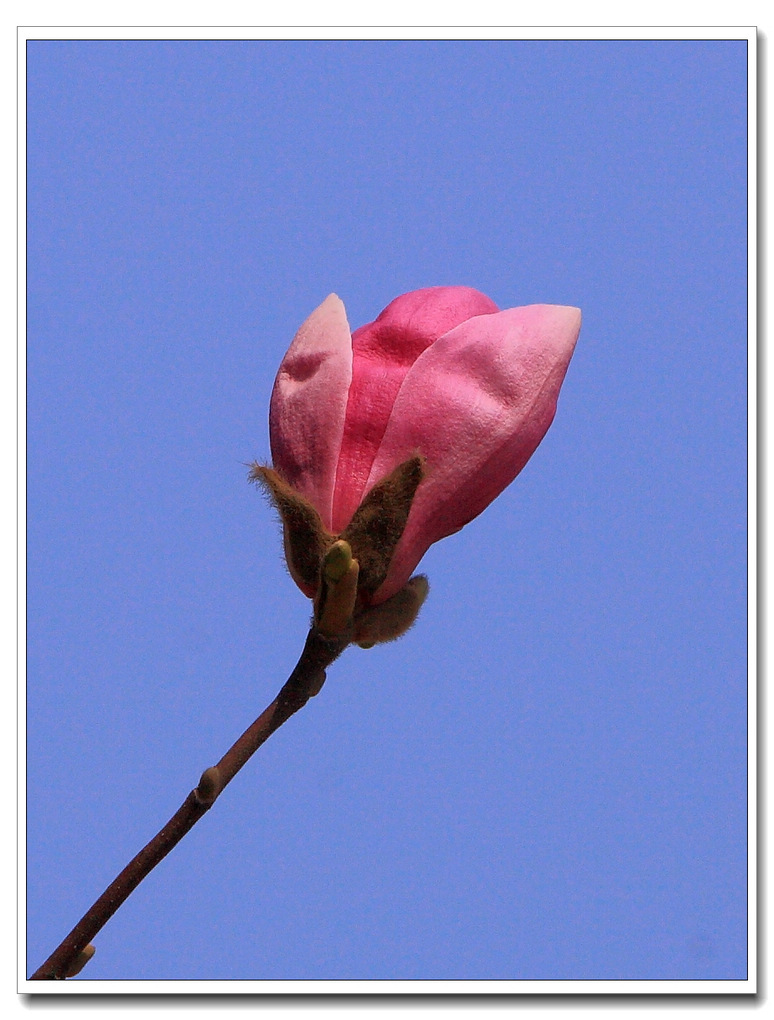 春天百花开