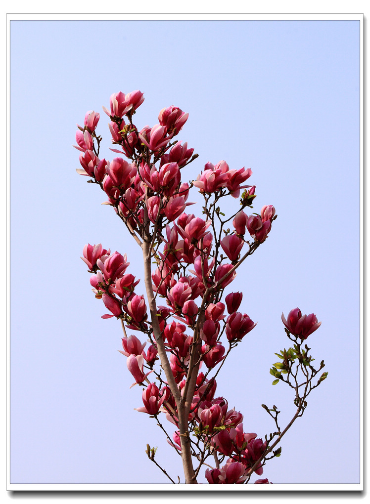 春天百花开