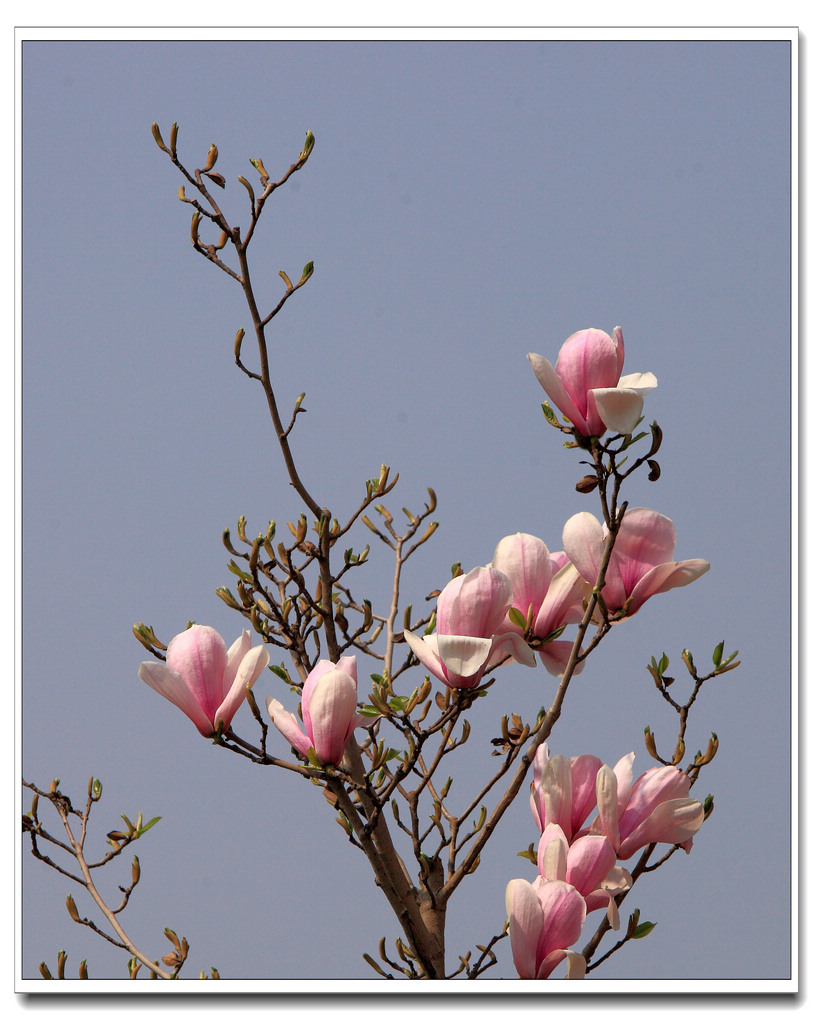 春天百花开