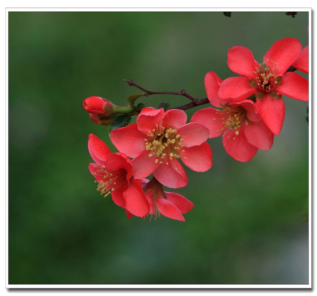 春天百花开