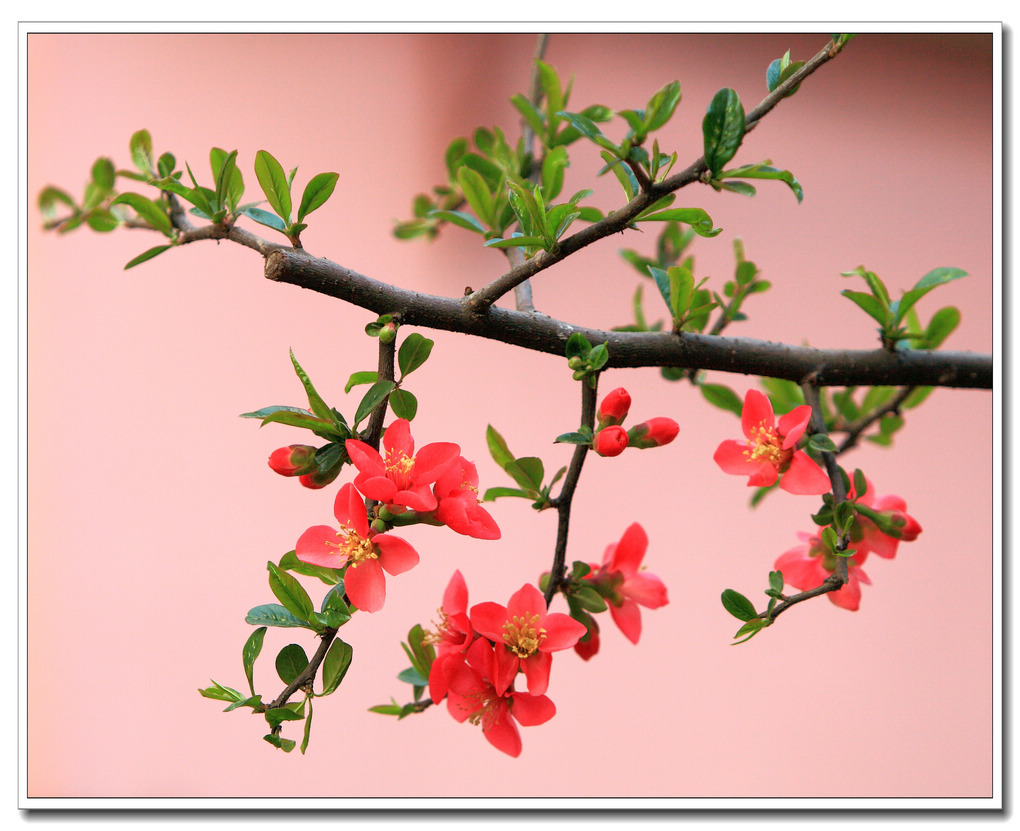春天百花开